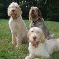 Spinone Italiano