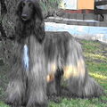 Afghaanse Windhond