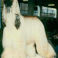 Afghaanse Windhond