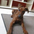Duitse Pinscher