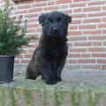 Hollandse Herdershond