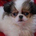 Japanse Spaniel