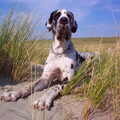 Onze vorige hond "Dudley" aan het strand.
