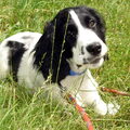Engelse Springer Spaniel
