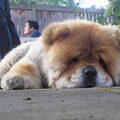 Chow chow