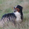 Berner Sennenhond