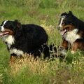 Berner Sennenhond