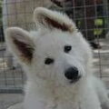 Zwitserse Witte Herder