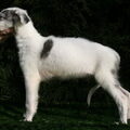 Barzoi