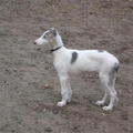 Barzoi