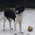 Stabyhoun