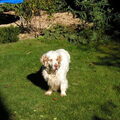 Clumber Spaniel