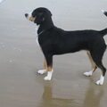 Entlebucher Sennenhond