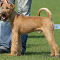Ierse Terrier