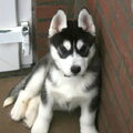 Siberische Husky