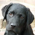 Labrador