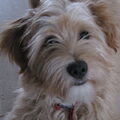 Tibetaanse Terrier