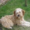 Tibetaanse Terrier