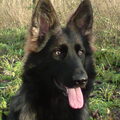Oud Duitse Herdershond