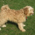 Tibetaanse Terrier