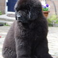 Newfoundlander