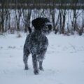 Duitse Staande Hond, Draadhaar