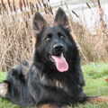 Oud Duitse Herdershond