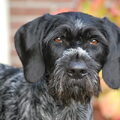 Duitse Staande Hond, Draadhaar