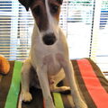 Foxterrier, gladhaar