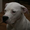 Dogo Argentino