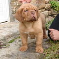 Bordeauxdog