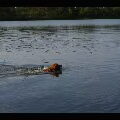 Nova Scotia Duck Tolling Retriever