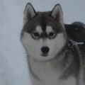 Siberische Husky