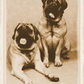 Old English Mastiff