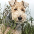 Welsh Terrier