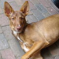 Cirneco dellEtna