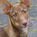 Cirneco dellEtna
