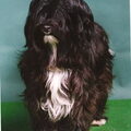Tibetaanse Terrier