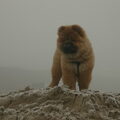 Chow chow