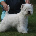 West Highland White Terrier
