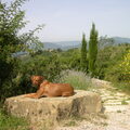 Rhodesian Ridgeback