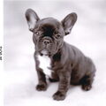 Franse Bulldog