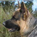 Duitse Herder