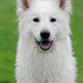 Zwitserse Witte Herder