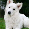 Zwitserse Witte Herder