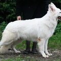 Zwitserse Witte Herder