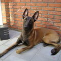 Mechelse Herder