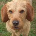 Basset Fauve de Bretagne
