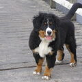 Berner Sennenhond