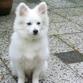 Keeshond, Middenslag